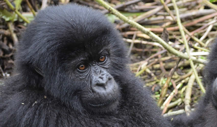 6 Days Rwanda Gorillas and Wildlife Tour