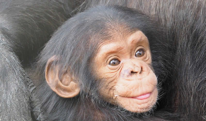 2 Days Nyungwe Chimpanzee Trekking Tour