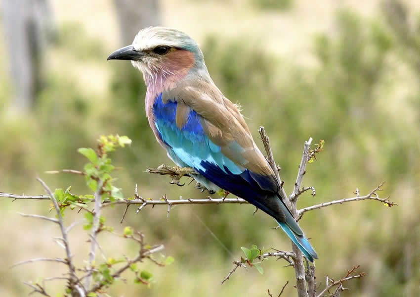 Gishwati Mukura National Park