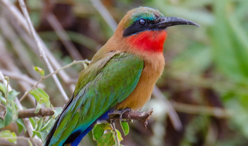 4 Days Uganda Bird Watching Safari