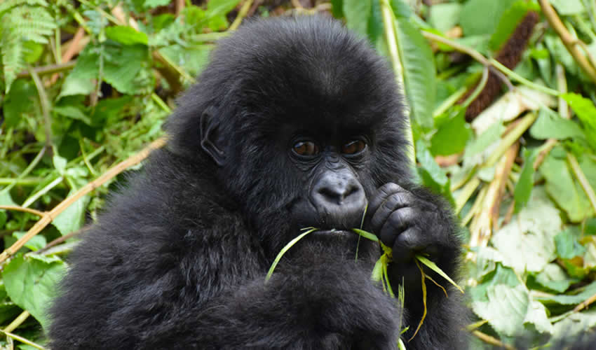 15 Days Uganda Primate Tracking Safari