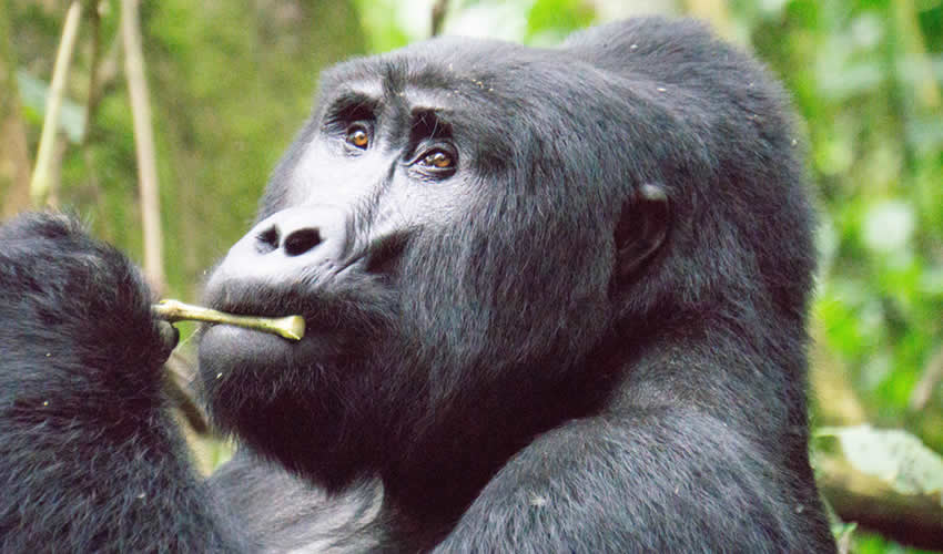 3 Days Gorilla Trekking Safari in Uganda