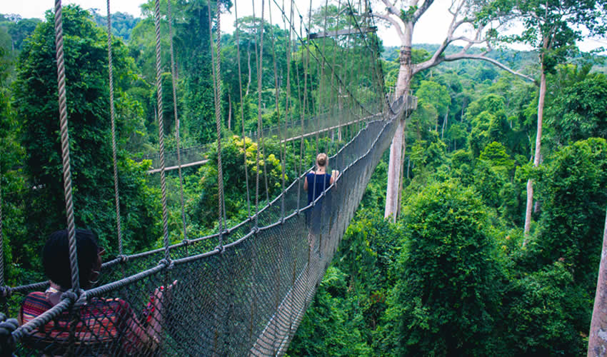 5 Days Nyungwe Forest National Park Tour