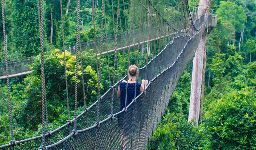 Canopy Walk in Nyungwe Forest National Park