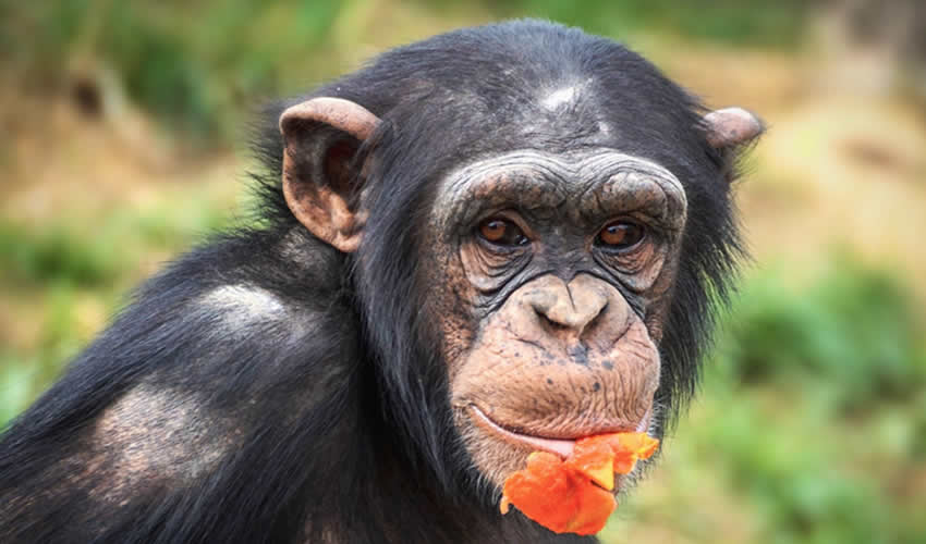 5 Days Chimpanzee Safari to Nyungwe Rwanda