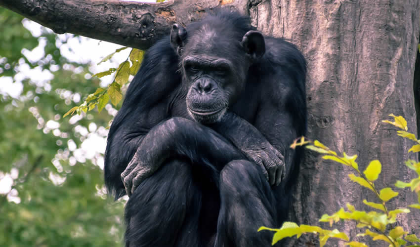5 Days Chimpanzee Habituation Safari