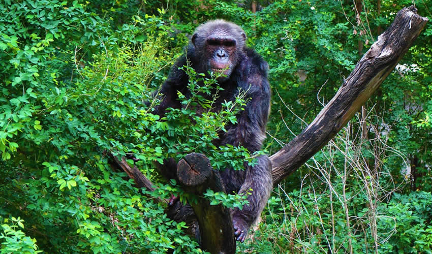 Chimpanzee Tracking