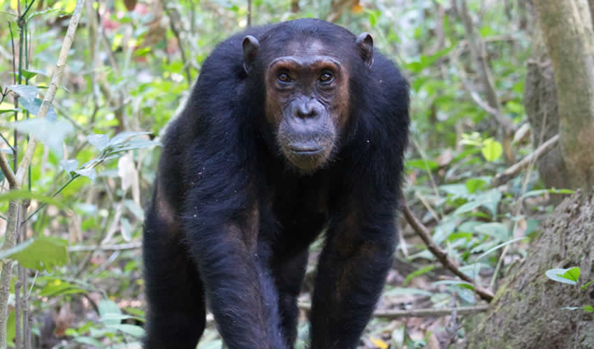 8 Days Rwanda Primate Tracking Safari