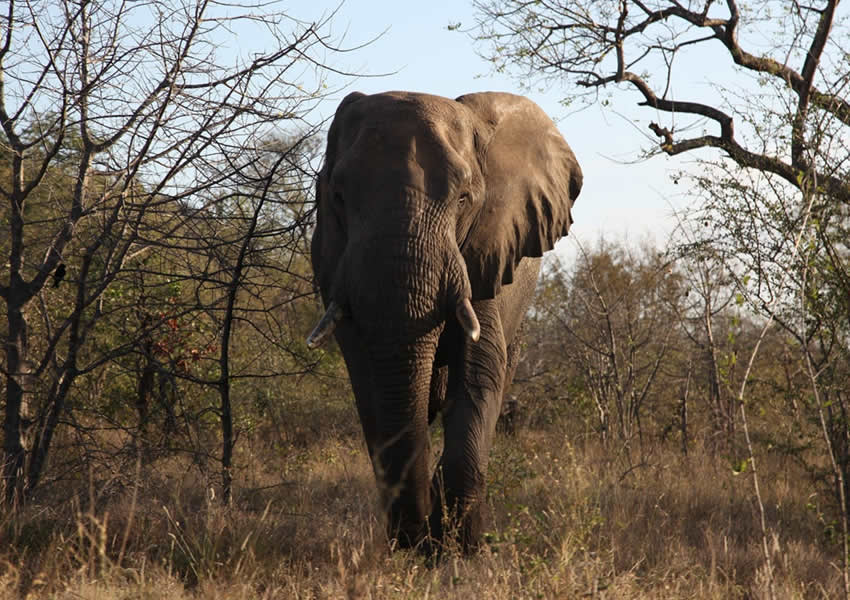 Akagera National Park