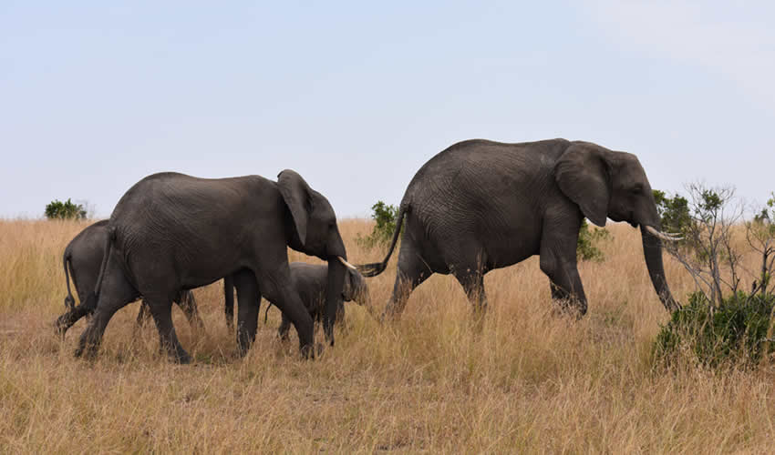 8 Days Kenya Wildlife Adventure