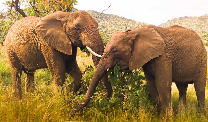 12 Days Kenya and Tanzania Wildlife Safari