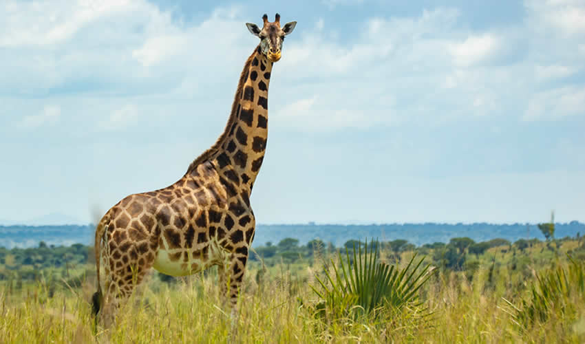 3 Days Murchison Falls National Park Safari