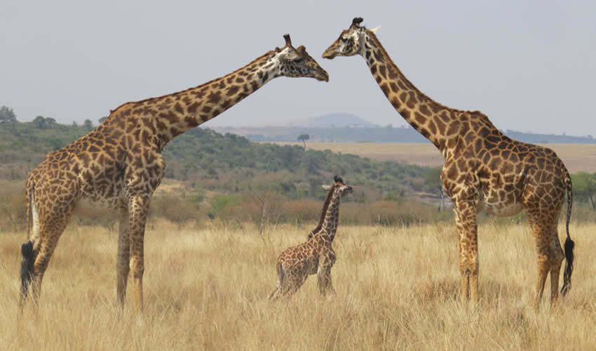 7 Days Amazing Wildlife Safari in Kenya
