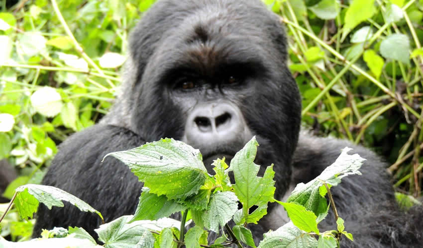 Why Book With Gorilla Adventure Tours