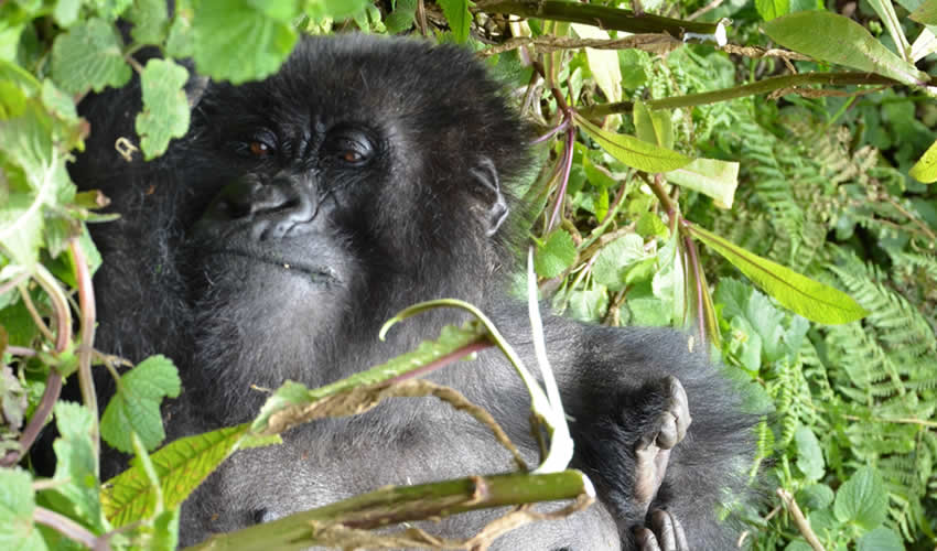 6 Days Uganda Rwanda Gorilla Trekking Tour