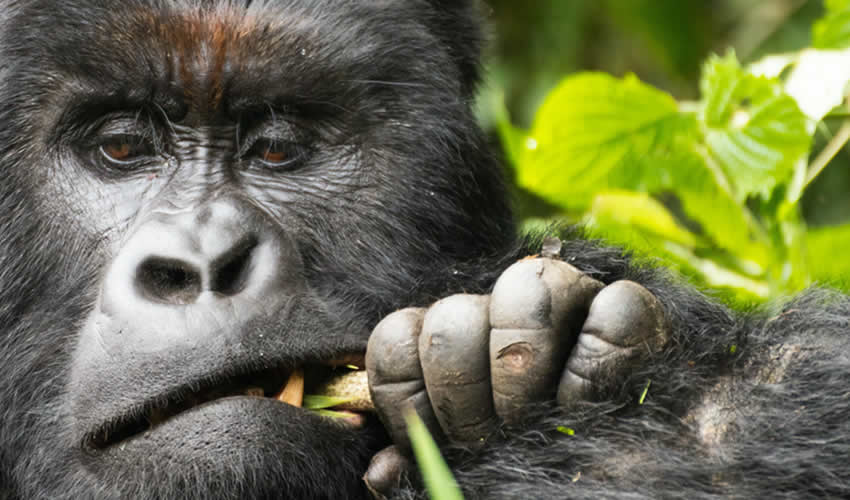 6 Days Uganda Primate Tracking Safari