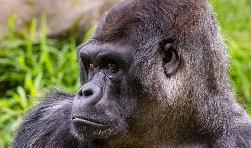 3 Days Gorilla Trekking Tour in Congo