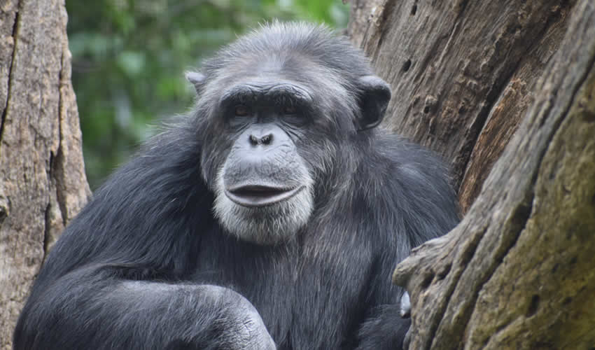 Kibale Forest National Park