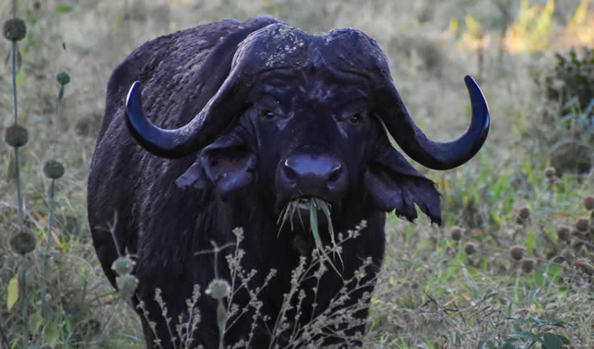 Kidepo Valley National Park