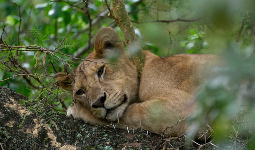 9 Days Best of Uganda Wildlife Safari