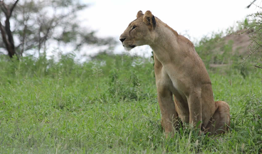 9 Days Tanzania Wildlife Safari