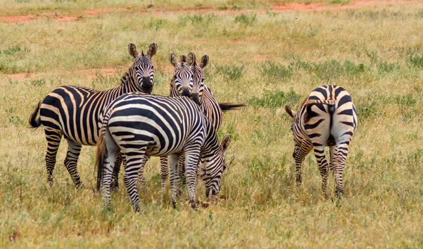 Lake Mburo National Park