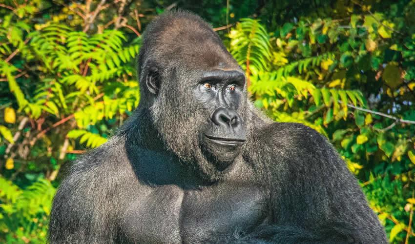 Mgahinga Gorilla National Park