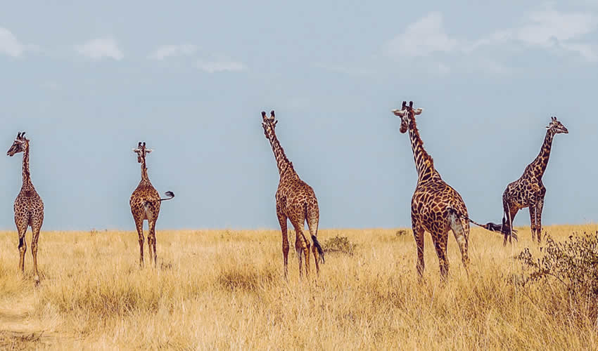 Murchison Falls National Park