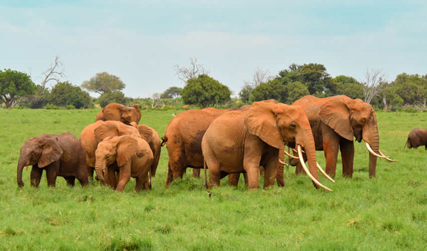 Queen Elizabeth National Park