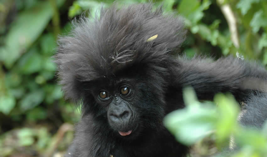 7 Days Gorilla Trekking Rwanda Safari
