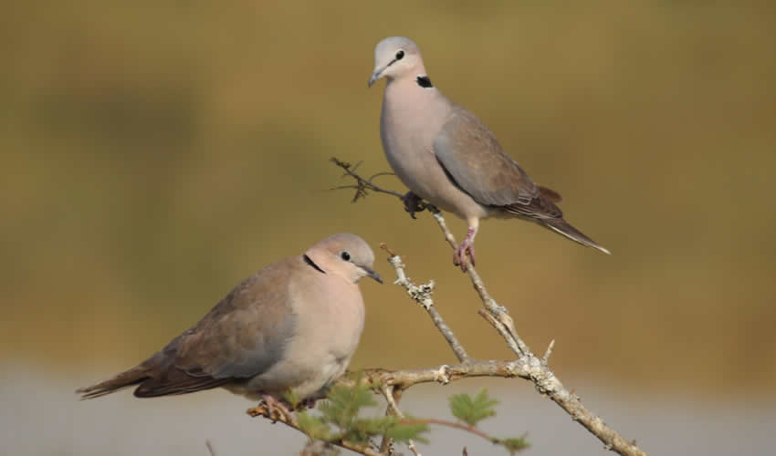 4 Days Bird Watching in Rwanda