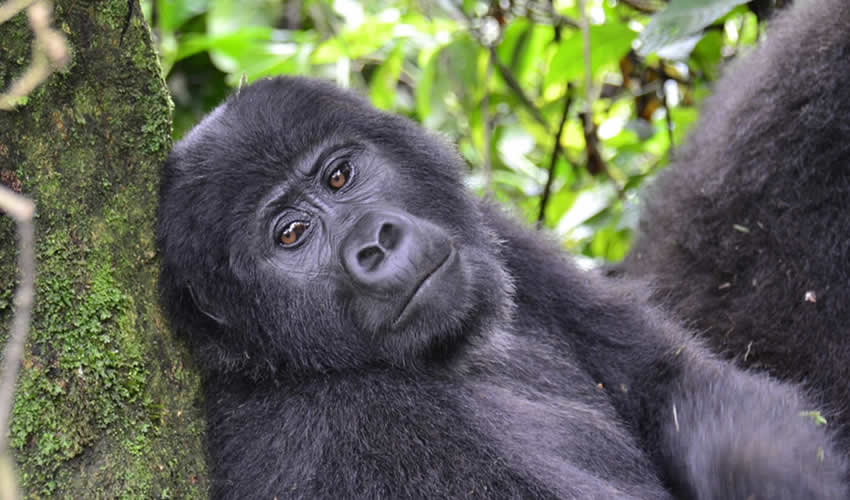 4 Days Rwanda Gorilla Trekking Safari