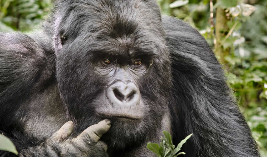 5 Days Uganda Gorilla Trekking Tour