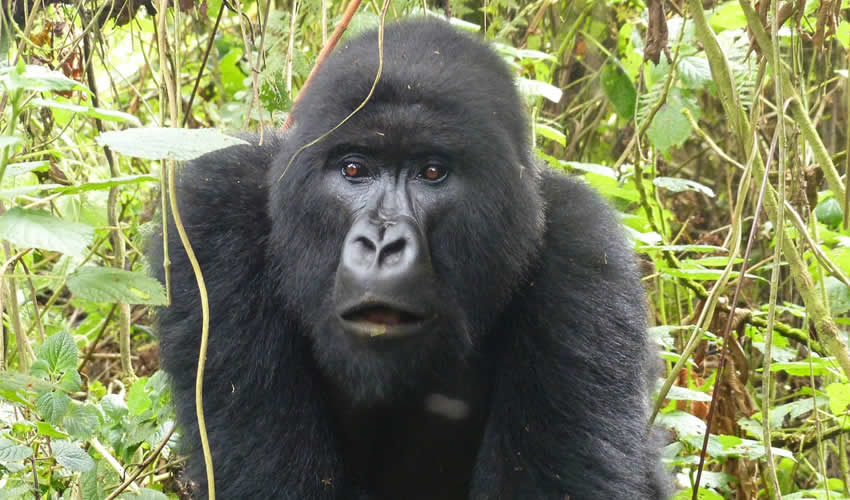 About Gorilla Adventure Tours