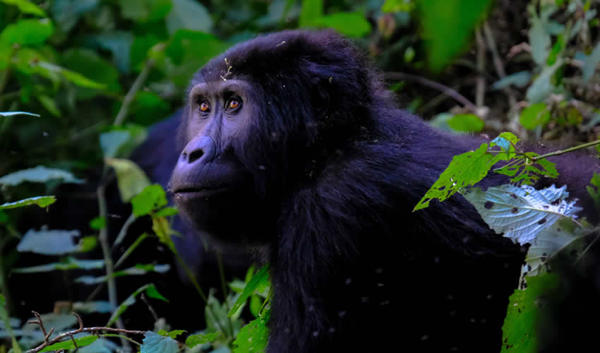 5 Days Magical Uganda & Rwanda Safari