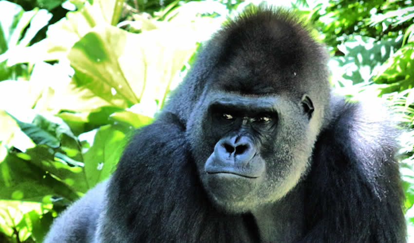 4 Days DRC Gorilla Trekking Tour