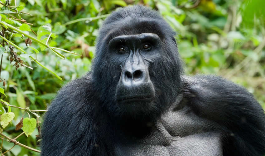 3 Days Gorilla Trekking Rwanda Tour