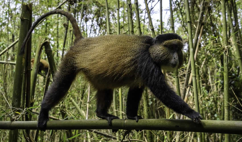 Golden Monkey Tracking