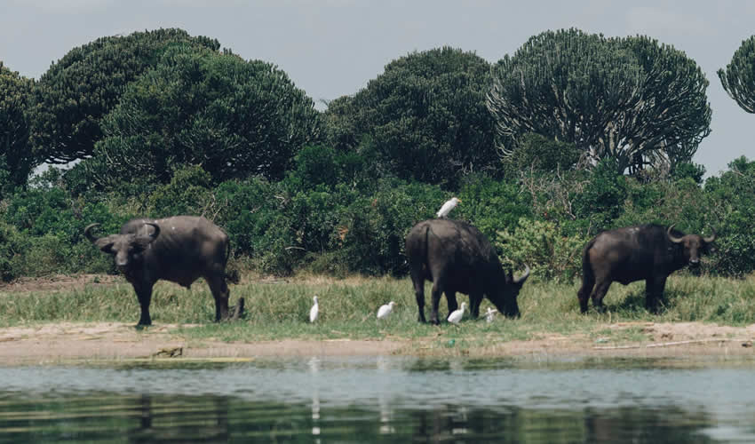 11 Days Around Uganda Wildlife Safari