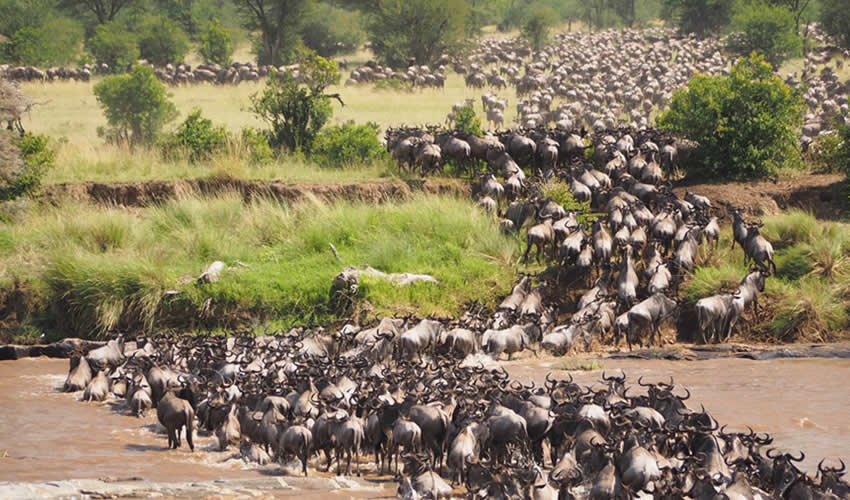 14 Days Uganda Rwanda and Tanzania Safari