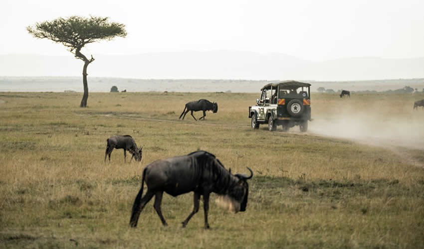 6 Days Masai Mara Wildlife Adventure