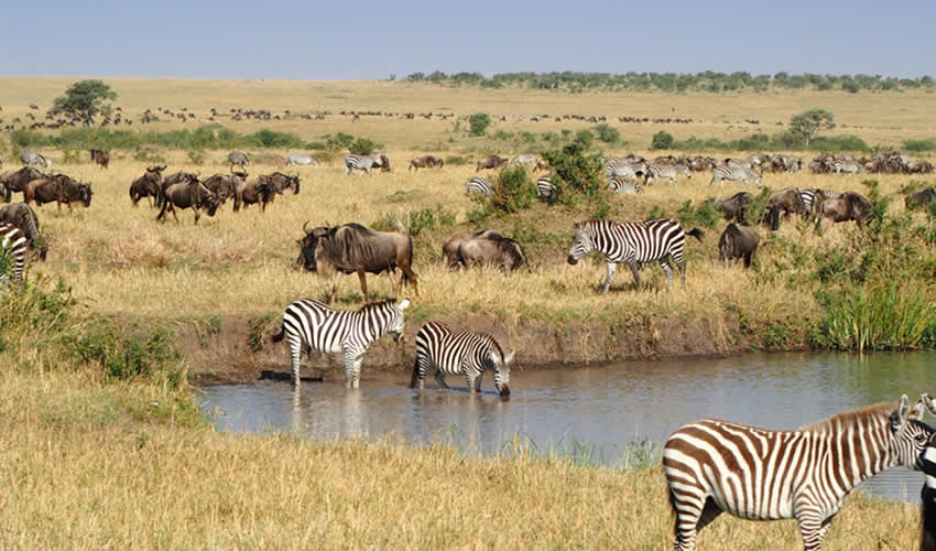 4 Days Exploring Masai Mara in Kenya