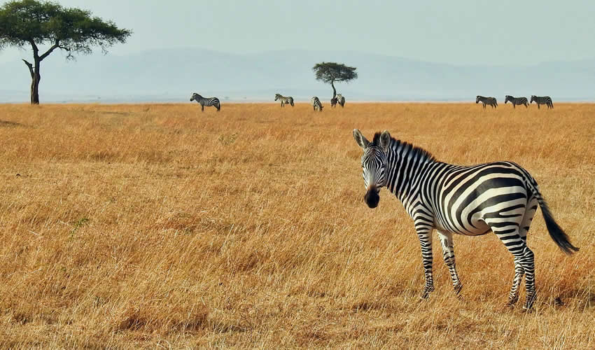 11 Days Best of Kenya Wildlife Safari