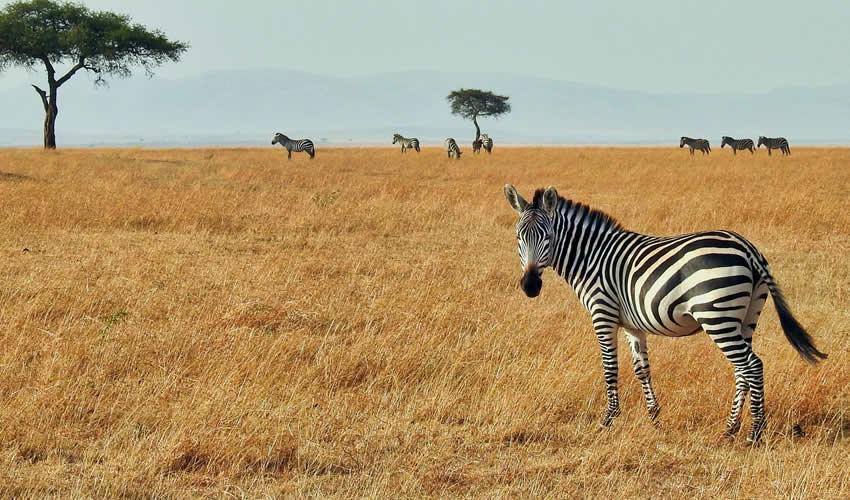 11 Days Best of Kenya Wildlife Safari