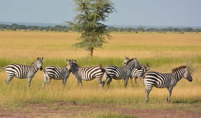7 Days Classic Tanzania Wildlife Safari