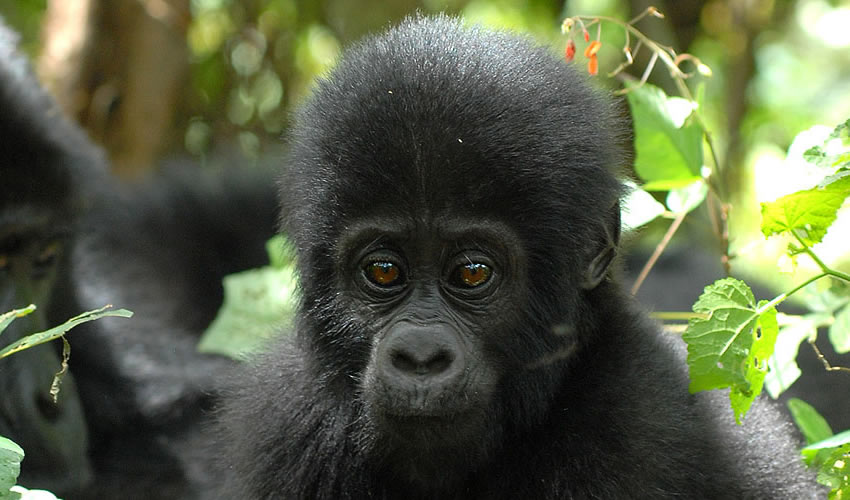 11 Days Luxury Gorilla Trekking Rwanda Safari