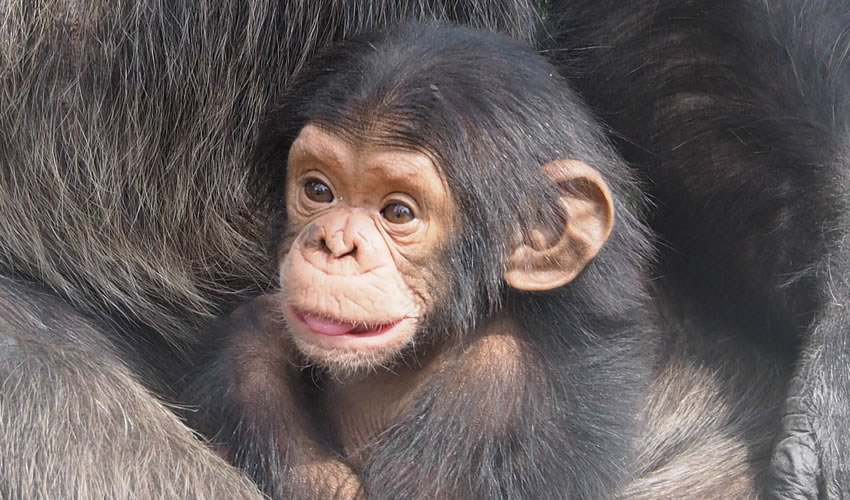 5 Days Gorilla and Chimpanzee Trekking Safari