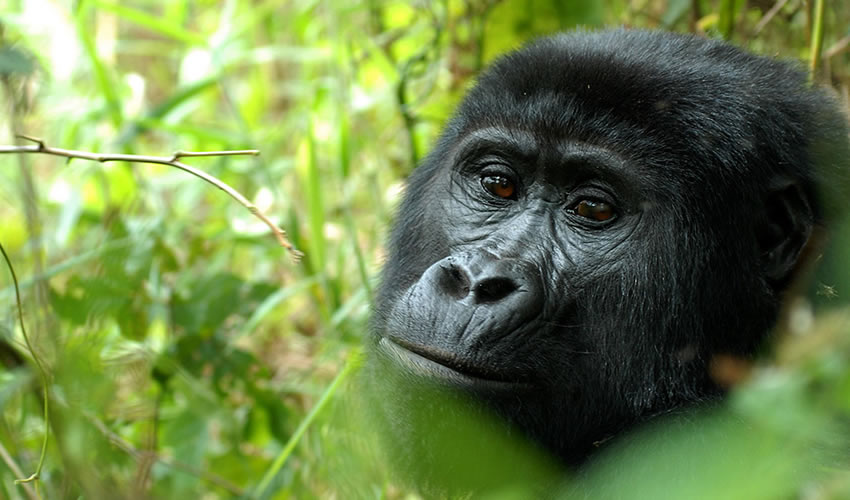 3 Days Rwanda Gorilla Trekking Safari