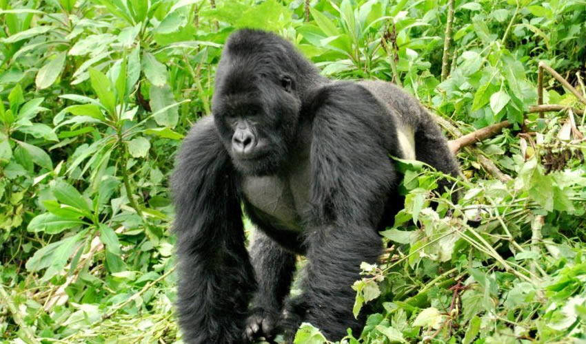 5 Days Rwanda Double Gorilla Trekking Experience, Rwanda National Parks