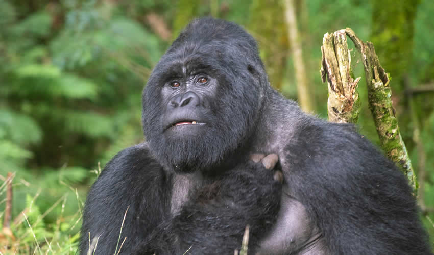 2 Days Kahuzi Biega Gorilla Trekking Tour